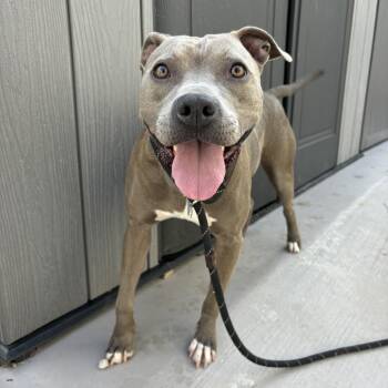 Bud -  Terrier Dog for Adoption in St. Louis, Missouri - Bud | PetCurious