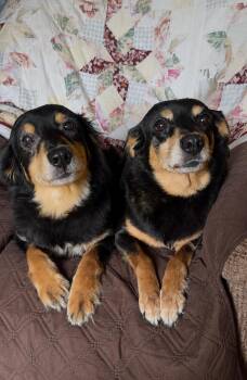 Snuggly Sundae and Sandy -  Cavalier King Charles Spaniel and Chihuahua Dog for Adoption in Burlington, North Carolina - Snuggly Sundae And Sandy | PetCurious