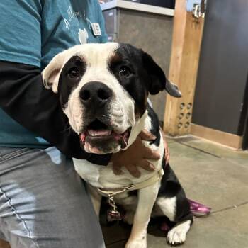 Pickles -  English Bulldog Dog for Adoption in Cheyenne, Wyoming - Pickles | PetCurious