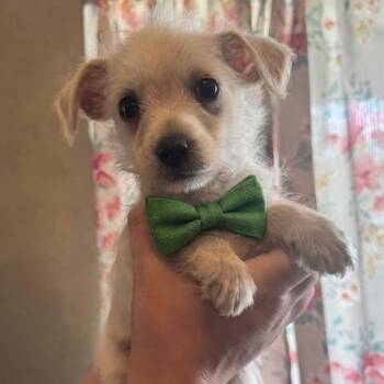 Yorkshire Terrier and Chihuahua Dogs Available for Adoption - Rilee | PetCurious