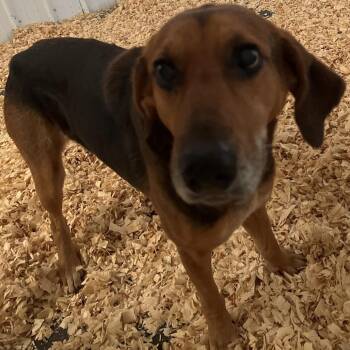 Hound Dogs Available for Adoption - Betty | PetCurious