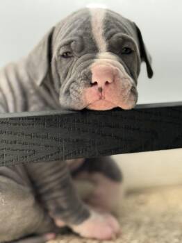 Ben -  Pit Bull Terrier Dog for Adoption in Stahlstown, Pennsylvania - Ben | PetCurious