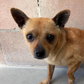 Chihuahua Dogs Available for Adoption - Chino | PetCurious