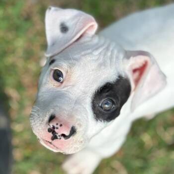 Pit Bull Terrier Dogs Available for Adoption in Roxboro, North Carolina - Dottie | PetCurious
