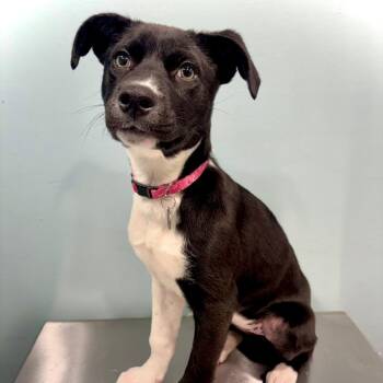 Mixed Breed Dogs Available for Adoption in Portland, Oregon - Summer | PetCurious