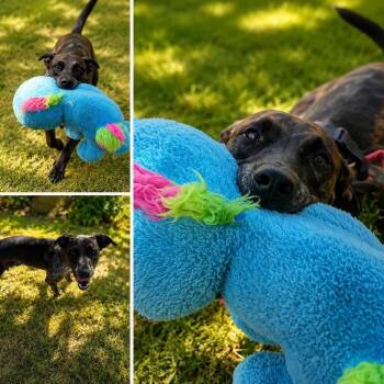 Lovie D46371 -  Catahoula Leopard Dog and Mixed Breed Dog for Adoption in Corsicana, Texas - Lovie D46371 | PetCurious