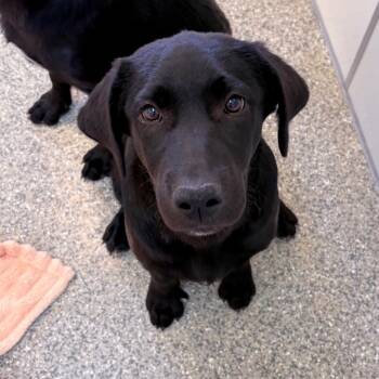 Meredith Grey -  Labrador Retriever and Mixed Breed Dog for Adoption in Kanab, Utah - Meredith Grey | PetCurious