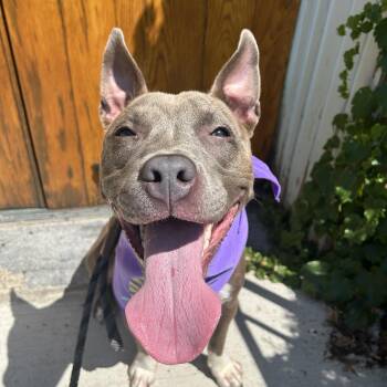Tori -  Pit Bull Terrier Dog for Adoption in Buffalo, New York - Tori | PetCurious