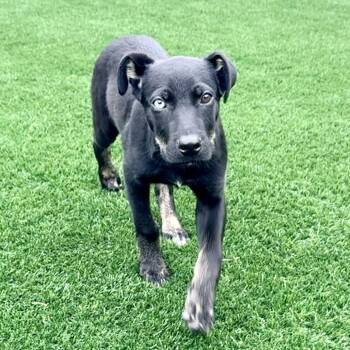 Astro -  Shepherd Dog for Adoption in La Grange, Kentucky - Astro | PetCurious