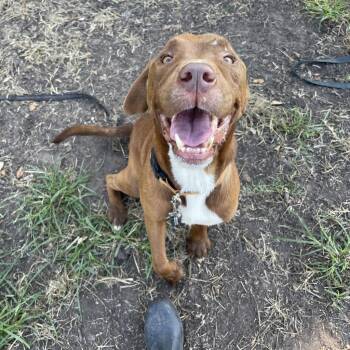 Rescue Mixed Breed Dogs for Adoption in Lake Jackson, Texas - Jimbo | PetCurious