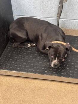 Peepler -  Mixed Breed Dog for Adoption in Chamblee, Georgia - Peepler | PetCurious