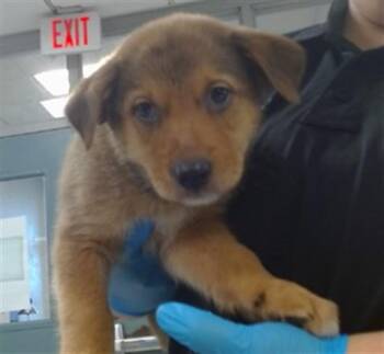 A479861 -  Hound Dog for Adoption in Oklahoma City, Oklahoma - A479861 | PetCurious