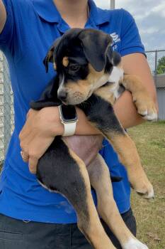 Mixed Breed Dogs Available for Adoption in Collierville, Tennessee - Bobby | PetCurious