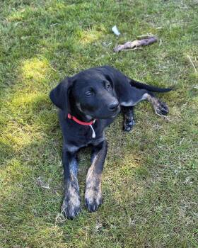 Sid -  German Shepherd Dog and Goldendoodle Dog for Adoption in Bow, Washington - Sid | PetCurious