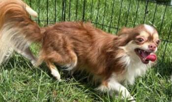 Reba -  Chihuahua Dog for Adoption in Lincoln University, Pennsylvania - Reba | PetCurious