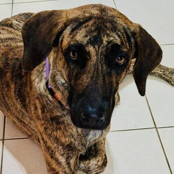 Zillah -  Mixed Breed Dog for Adoption in Glen Rock, New Jersey - Zillah | PetCurious