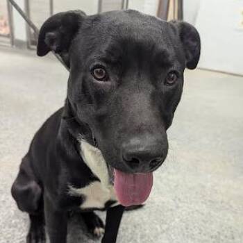 Mixed Breed Dogs Available for Adoption in Jeffersonville, Indiana - Max | PetCurious