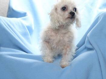PLUSHY -  Poodle and Maltese Dog for Adoption in Burbank, California - PLUSHY | PetCurious