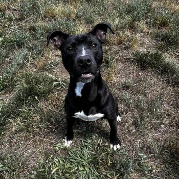 Cha-Cha -  Pit Bull Terrier Dog for Adoption in Stafford, Virginia - Cha-Cha | PetCurious