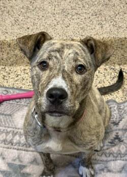 Tijana 63723 -  Mixed Breed Dog for Adoption in Aiken, South Carolina - Tijana 63723 | PetCurious
