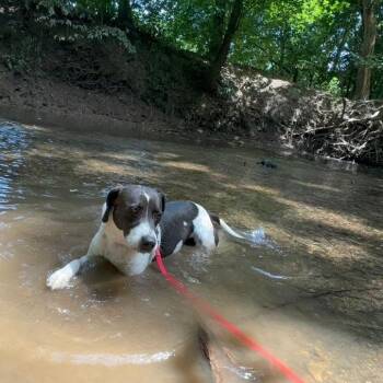 Domino -  Hound Dog for Adoption in La Grange, Kentucky - Domino | PetCurious