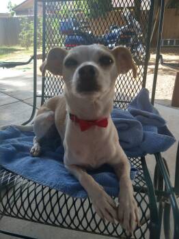 Rescue Chihuahua and Terrier Dogs for Adoption in Woodland, California - Burrito | PetCurious