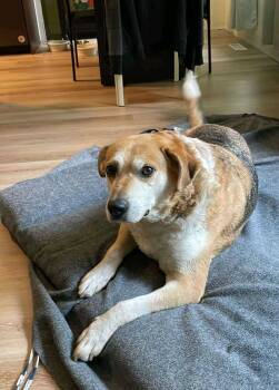 Rescue Mixed Breed Dogs for Adoption in Winnipeg, Manitoba - Stoney | PetCurious