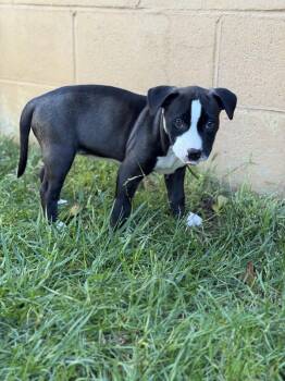 Zara -  Pit Bull Terrier Dog Available for Adoption in Novato, California - Zara | PetCurious
