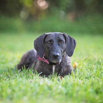 Labrador Retriever and Plott Hound Dogs Available for Adoption - Shana Grace The Brindle Beauty | PetCurious