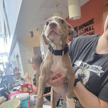 Magnolia -  Mixed Breed Dog for Adoption in Pittsburgh, Pennsylvania - Magnolia | PetCurious