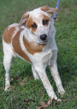 Carlos (Photos September 27th 2026) -  Cattle Dog and Australian Cattle Dog Blue Heeler Dog for Adoption in Marietta, Ohio - Carlos (Photos September 27th 2026) | PetCurious