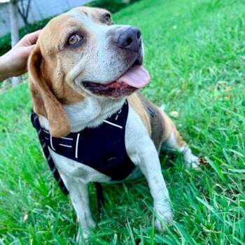 Milo II -  Beagle Dog for Adoption in Miami, Florida - Milo II | PetCurious