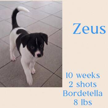 Jack Russell Terrier and Terrier Dogs Available for Adoption in Virginia Beach, Virginia - Zeus | PetCurious