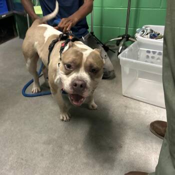 Tofu -  Mixed Breed Dog for Adoption in Philadelphia, Pennsylvania - Tofu | PetCurious