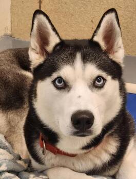 Rescue Siberian Husky Dogs for Adoption - Rosie | PetCurious