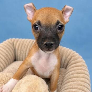 Karen -  Terrier and Mixed Breed Dog for Adoption in San Antonio, Texas - Karen | PetCurious