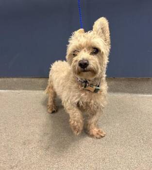 OZZY -  Poodle Dog for Adoption in Doral, Florida - OZZY | PetCurious