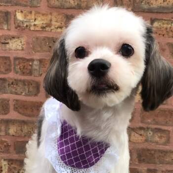Rescue Poodle and Shih Tzu Dogs for Adoption in Lincolnwood, Illinois - Poppy | PetCurious