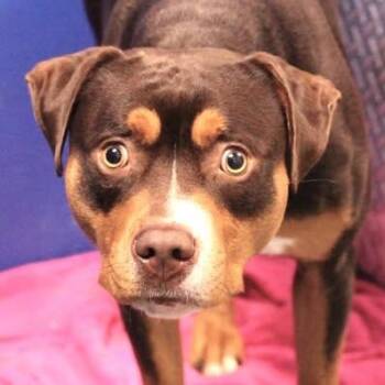 26-01452 -  Pit Bull Terrier Dog for Adoption in Fredericksburg, Virginia - 26-01452 | PetCurious
