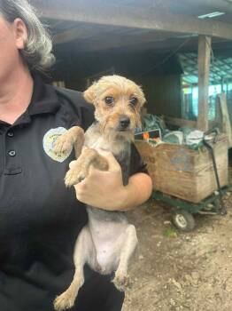 Rescue Yorkshire Terrier Dogs for Adoption in Hartland, Wisconsin - Roxbury-Foster Home Needed | PetCurious