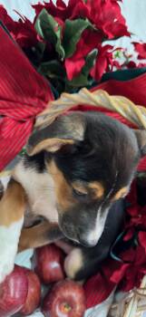 Rescue Beagle and Jack Russell Terrier Dogs for Adoption in Haslet, Texas - Bengi | PetCurious