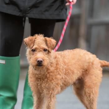 Ezikio -  Mixed Breed Dog for Adoption in Chester Springs, Pennsylvania - Ezikio | PetCurious