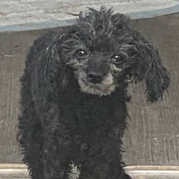 Rescue Poodle Dogs for Adoption in Houston, Texas - Leo (Dallas) | PetCurious