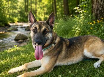 Milo -  German Shepherd Dog Dog for Adoption in Jefferson City, Missouri - Milo | PetCurious