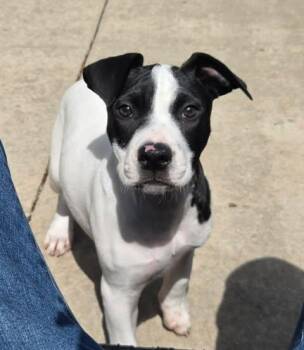 American Staffordshire Terrier and Terrier Dogs Available for Adoption - Maisy The Bully Mix Puppy | PetCurious
