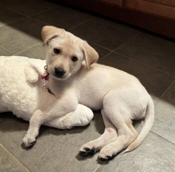 Super Girl -  Shepherd Dog for Adoption in Nashville, Tennessee - Super Girl | PetCurious