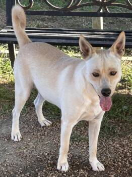Rescue Carolina Dog Dogs for Adoption in Tunica, Mississippi - Ace | PetCurious
