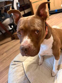 Coco -  Mixed Breed Dog for Adoption in Huntsville, Alabama - Coco | PetCurious