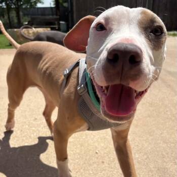 Pit Bull Terrier Dogs Available for Adoption in The Colony, Texas - Brookie | PetCurious