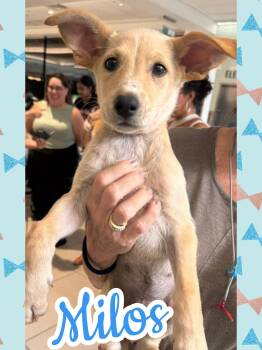 Milos -  Labrador Retriever and German Shepherd Dog Dog for Adoption in Ringwood, New Jersey - Milos | PetCurious